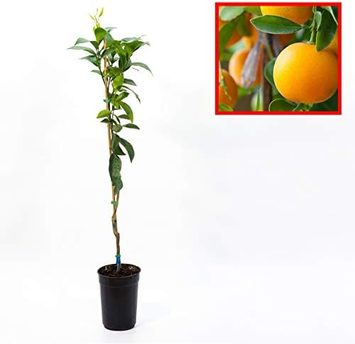 Orange tree - NAVELINA variety - Sapling 1 m high - LIVE PLANT (1...