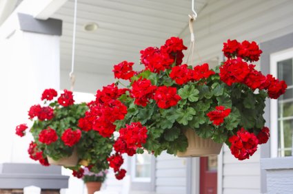 Creative Farmer Flower Seeds Hanging Begonia Flower Seeds For Home Garden-100 Seeds (B01LZBWP9J) Amazon Price History, Amazon Price Tracker