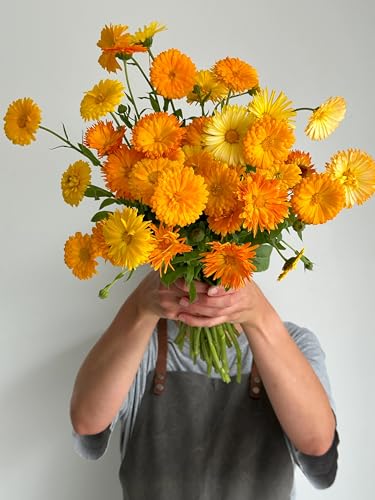 Image of Calendula Fiesta Gitana Flower Seeds Pack of 25 Plus Seeds Yellow Orange Double Petal Winter Seasonal Flower Seeds for Home Garden Balcony Pots Outdoor Gardening