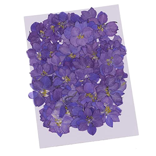 50 flores secas reales de delphinium para manualidades miniatura 4