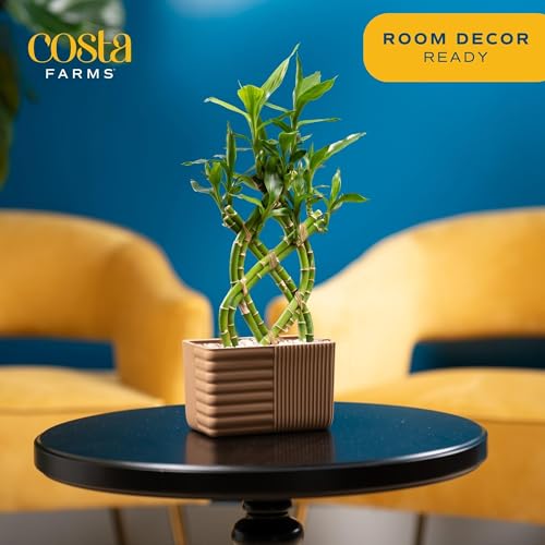 Costa Farms LKB Lucky Bamboo Plant, Easy To Grow Live Houseplant In Indoor Bamboo Pot thumb #2