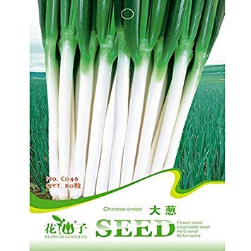 Vista 80pcs verde chino cipolla cebolleta Spezie Semi di ortaggi Giardino Allium Fistulosum