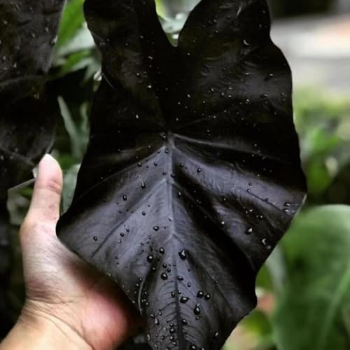 Combo 2 Black Colocasia Live Plants, 5 to 8' in Tall, Elephant Ear Esculenta Taro Alocasia Live Plant for Planting, Live House Plant Colocasia