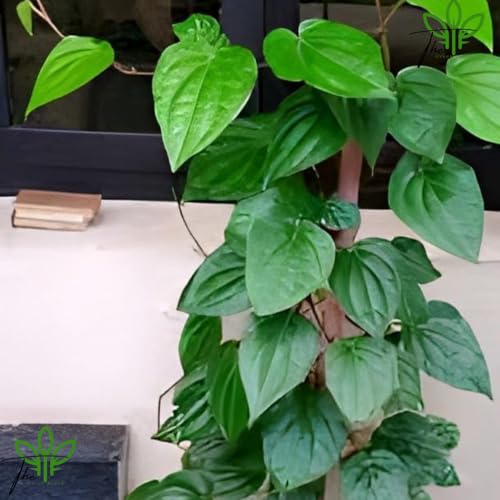 The Green Beach Live Pan Betel Leaf/Magai Paan/Meetha Paan (Sweet Paan) Healthy Live Indoor &Outdoor Plant Pack of 1