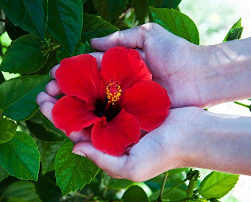 Rameshvar Enterprises Gudhal Live Plant (Red Hibiscus Flower Plant)