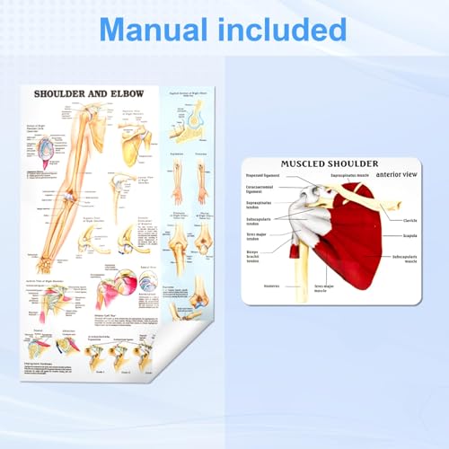 Image of TYRRDE Muscled Shoulder Joint Model, 1:1 Life Size Human Body Right Shoulder Anatomy Model with Ligaments, Clear Muscle Lines, Durable Structure, 3D Removable Base, Manual for Medical Educational Training