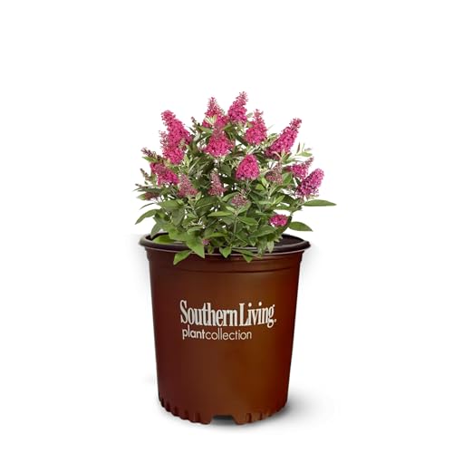 Perfect Plants Butterfly Candy Lil Raspberry Butterfly Bush in 1 Gallon Pot | Live Red Flowering Shrub for Outdoor & Container Gardens | Compact | Attracts Pollinators | Thrives in Zones 5-10