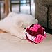 balacoo Pet Feeding Toy Dog Sniffing Balls for Dogs Interactive Style Mental Physical Exercise Slow Eating Toy