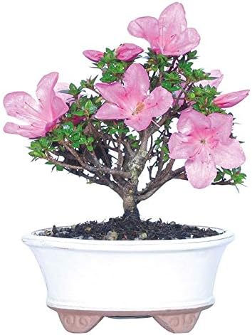 From You Flowers - Planta bonsái de Azalea de Kazán para cumpleaños, aniversario, recuperarse, felicitaciones, gracias, todas las ocasiones