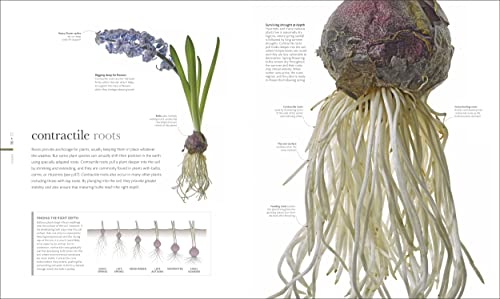 Image of The Science of Plants: Inside their Secret World