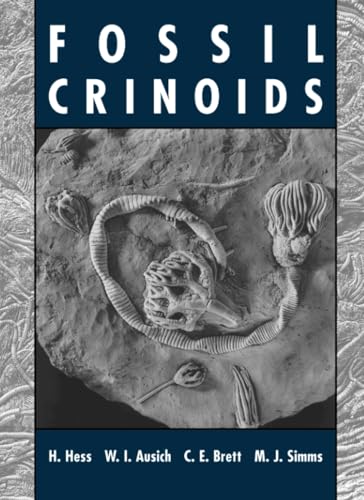 Fossil Crinoids view 2