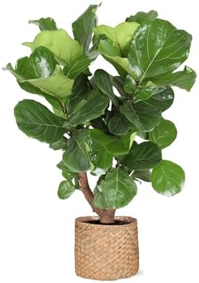 Ficus Lyrata (ramificado) Ø24cm 110cm in Era ANTRACITET pot