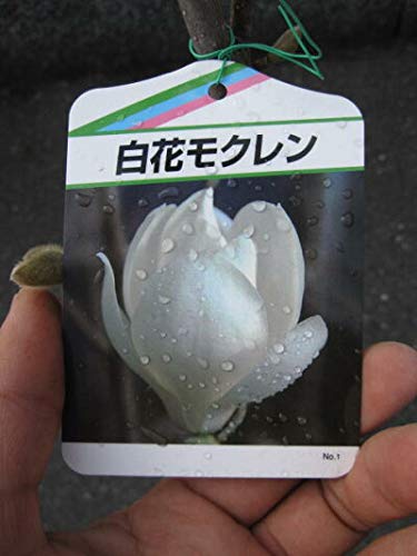 Amazon.co.jp: ハクモレン 白木蓮苗 : DIY・工具・ガーデン
