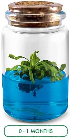 Miniatura 3 de Kit de trampa para moscas Venus, terrario de trampa para moscas Venus viva incluidaKit de inicio fácil para principiantes DIY, planta educativa en