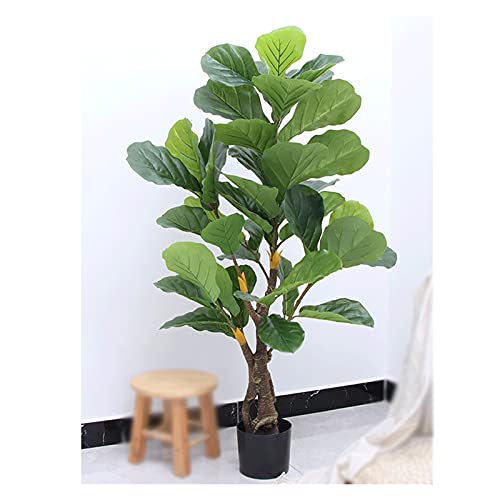 Ficus Bonsai Groß Die 15 besten Produkte im Vergleich
