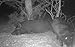 Elusive Wildlife Technologies, LP Pig Oil - Wild Hog Attractant - Long Lasting Hog Hunting Lure for attracting and harvesting Feral Hogs Around Your Deer Feeder or Deer Stand