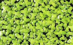 Duckweed plants live for aquarium, Aquarium live duckweed plants (pack of 100) (B0CPW8XB5P) Amazon Price History, Amazon Price Tracker