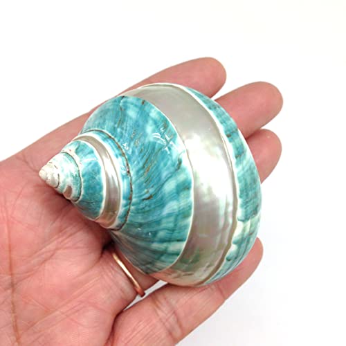 Image of PEPPERLONELY 2 PC Natural Middle Hermit Crab Shells, Banded Green Blue Gade Turbo, 2 Inch ~ 2-1 /2 Inch