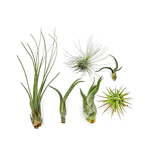 Air Plants - Tillandsia Variety Pack, Regular 1-3' - 6ct - Live Arrival Guaranteed - House Plants for Home Decor & Gift