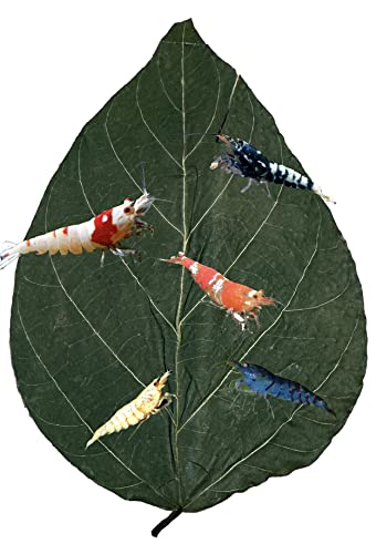 Image of Awesome Aquatic Dadap Leaves Premium Leaf Food for Shrimp Crayfish Crabs Snails Ancistrus and More High Calcium /Protein Levels with Essential Vitamins Minerals Amino Acids Trace Elements (Dadap 10 Pk)