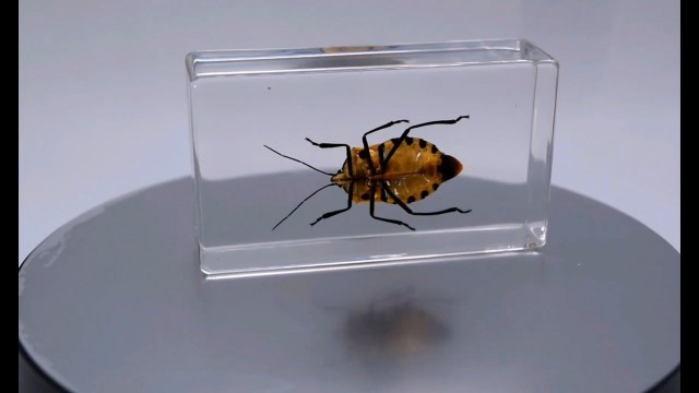 Image of 2.9 inch Real Man-Faced Stink Bug in Crystal Clear Lucite Resin Specimen Preserved Catacanthus Incarnatus Insect Bugs Taxidermy Collection for Biology Science Education & Desk Ornament Display Supplies
