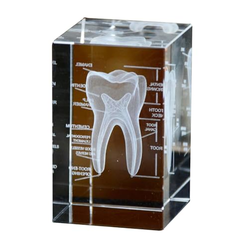 Image of Haobase 3D Crystal Anatomical Model Set, Heart Brain Teeth Skeleton Lungs, 2x2x3 inches, Medical Office Decor (Teeth)