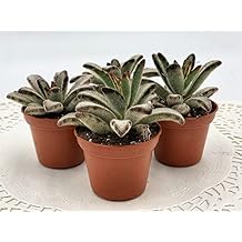 Kalanchoe Tomentosa Chocolate Soldier Succulent 2 inch
