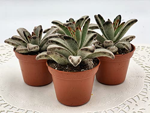 Kalanchoe Tomentosa Chocolate Soldier Succulent (2 inch)
