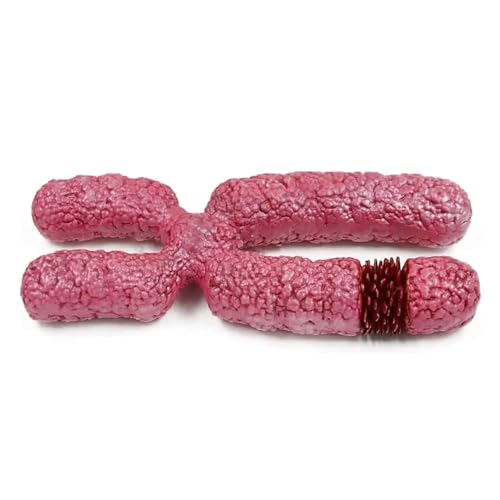 Modèle du Chromosome X aux structures colorées didactiques - 5