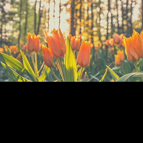 Amazon Music Unlimited Coffee Break Smooth Jazz Radio 『Backdrop for