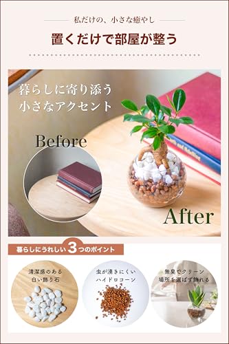 ガジュマル 観葉植物 ハイドロカルチャー ミニ ガラス鉢
