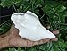 ASHIRWAD Genuine Blowing Shankh Vamavarti Dattatreya - Conch Shell - Puja Ritual - Shankhnaad (8.0 inches)