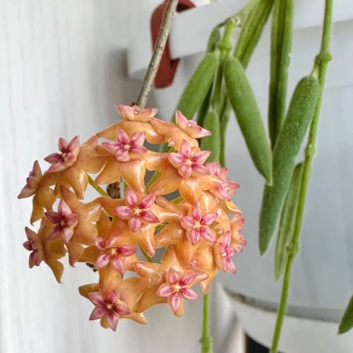 Hoya, plantas de interior y balcón ideales para crear un oasis verde entre rocas de jardín 2