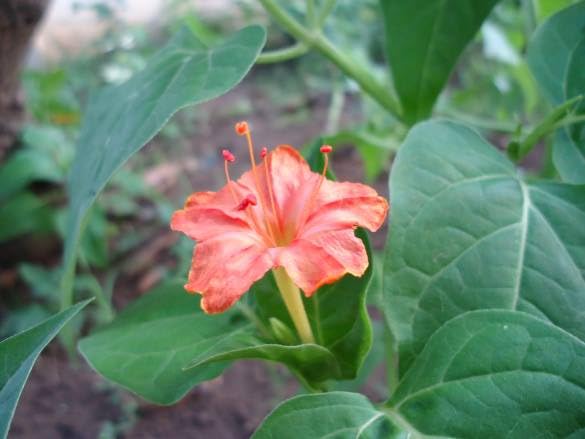 Four O'Clock Flower Live Plant, Mirabilis jalapa, Marvel Live