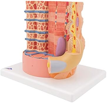 3B Scientific B60 Microanatomy Muscle Fiber Model, 10000 Times Magnified, 7.3