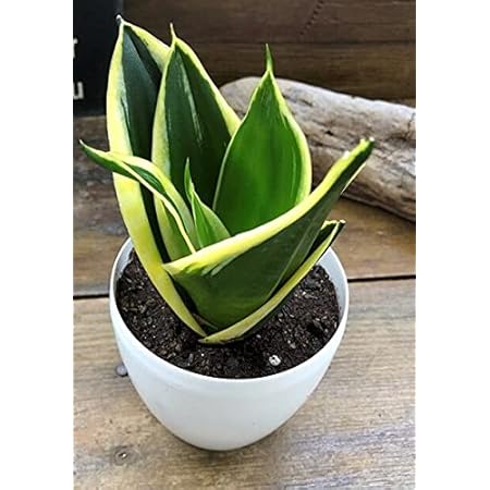 Amazon サンスベリア ハニー 空気清浄 多肉植物 観葉植物 観葉植物 オンライン通販