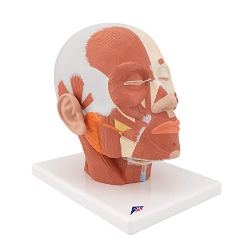 Image of 3B Scientific VB127 Head and Neck Musculature - 3B Smart Anatomy