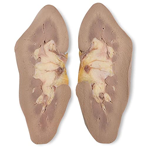 Carolina's Perfect Solution Pig Kidney, Plain, 1 Per Bag