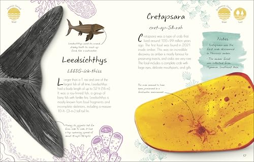 An Anthology of Fossils: A Collection of Plant and Animal Fossils From Around the World (DK Little Anthologies) - Image 2