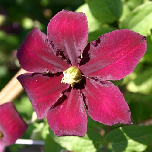 Clematis Niobe - 10 Live Plants in 4 Inch Growers