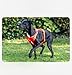 CLEVER DOG Performance Hundegeschirr personalisierbar – atmungsaktiv, verstellbar, 100% passgenau, giftfrei, mit Leinenanschluss, für alle Hunderassen, langlebig, komfortabel & umweltfreundlich