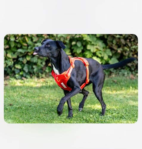 CLEVER DOG Performance Hundegeschirr personalisierbar – atmungsaktiv, verstellbar, 100% passgenau, giftfrei, mit Leinenanschluss, für alle Hunderassen, langlebig, komfortabel & umweltfreundlich
