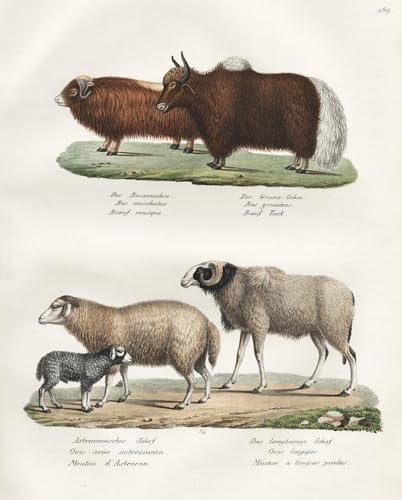 Der Bisamochse / Der Grunz-Ochse / Astracanisches Schaf / Das langbeinige Schaf - Moschusochse muskox ovis sheep ovines / Tiere animals