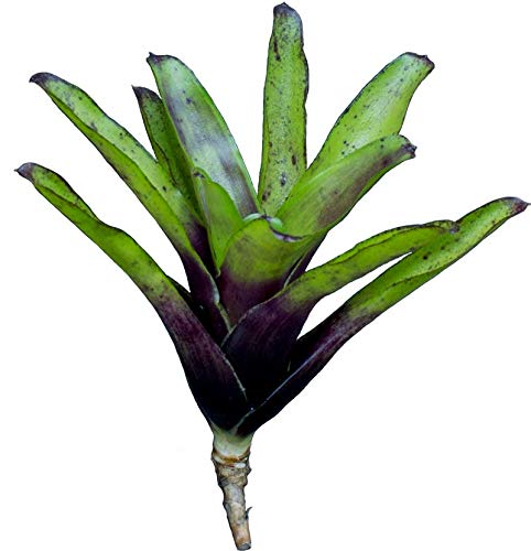Allterra Bromelie, Neoregelia ajax, ungetopft, Bromeliengewächs Cover