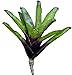 Produktbild Bromelie, Neoregelia aiax, ungetopft, Bromeliengewächs