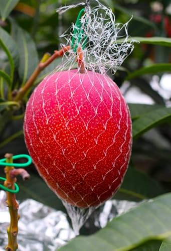 Image of World's Costliest Japanese Miyazaki Mango Plant Original (height 1.5-3 Feet) Hybrid Type Taiyo No Tamago Eggs Of Sun Exotic Mango Tree Grafted For Your Garden