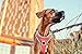Hurtta Venture No-Pull Harness, Coral, 24-32 in