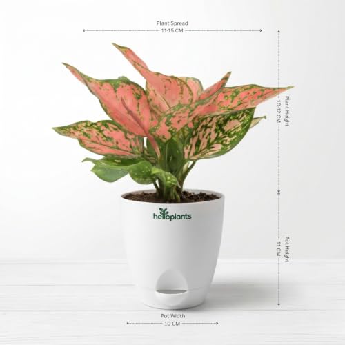 Image of Variegated Money Plant & Aglaonema Pink Valentine Live Indoor 2-Plant Combo in 4-Inch Self-Watering Matte White Pots | Vastu Lucky Houseplants for Stylish Home & Office Decor