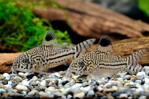 SF Aquatic 5 Corydoras Freshwater Aquarium Catfish Live Arrival Guarantee (Jullii Corydoras)