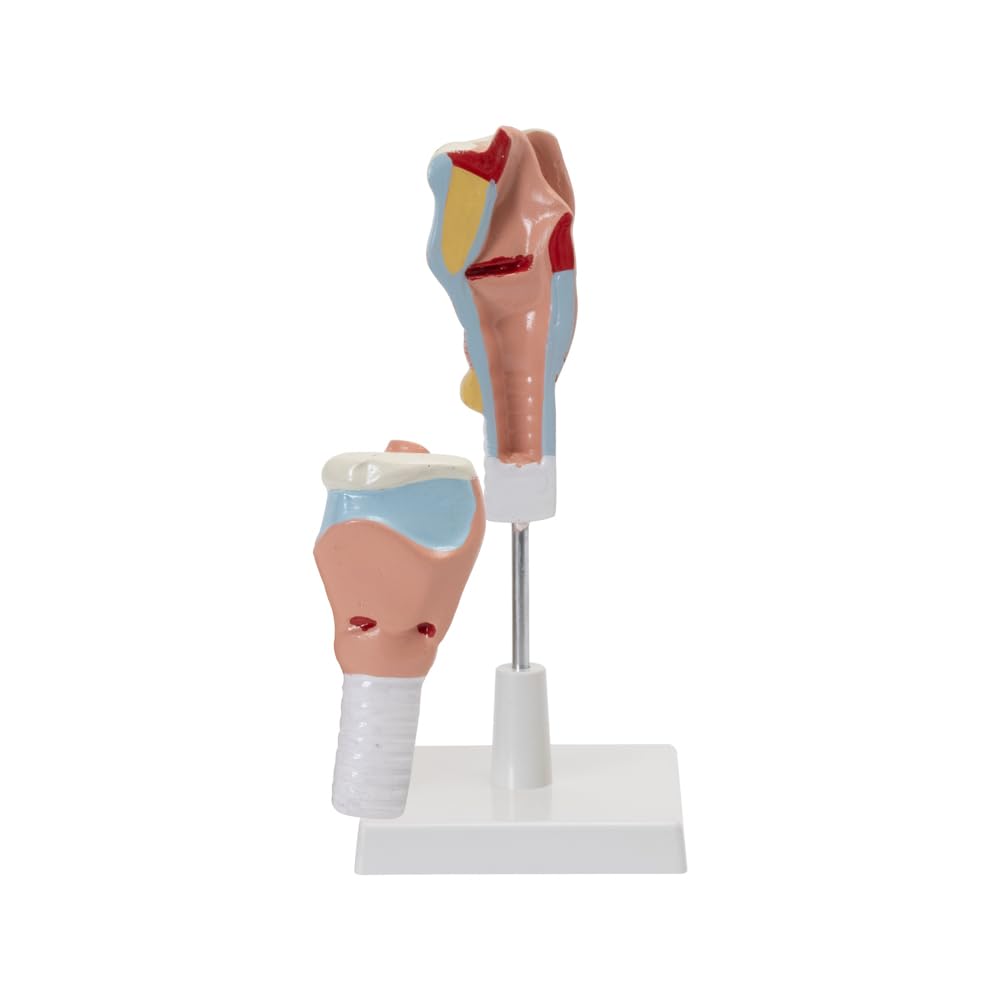 HUMAN LARYNX MODEL (Mounted on base with key card)-picture-31